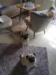 20170610_110814.jpg