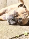 Bonnie-chillen in der Sonne.jpg
