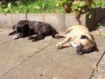 Bonnie-chillen in der Sonne-zu zweit.jpg