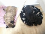 wir frÃ¼hstÃ¼cken- Hunde schlafen.jpg