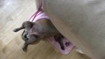 Bonnie versteckt sich.jpg