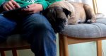 Bonnie-schlafend1.jpg