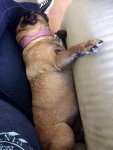 Bonnie-Sessel-schlafend.jpg