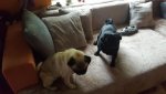 IMG-20170920-WA0011.jpg