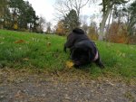 IMG_20171123_125056.jpg