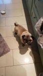 IMG-20171225-WA0025.jpg