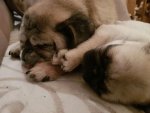FrÃ¤nki und Loui.jpg