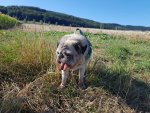 FÃ¤nki in freier Wildbahn.jpg