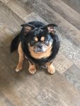 tyson1.jpg