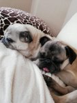 IMG-20190502-WA0020.jpg IMG-20190502-WA0020.jpg