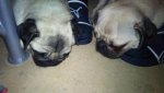 DSC00176.jpg