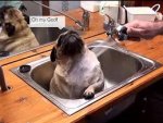 mops1.jpg