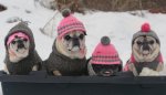 mops-rodel-team.jpg