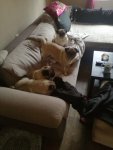 Bande_auf_der_Couch.jpg
