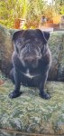 IMG-20201004-WA0013.jpg