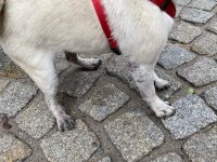 Lotti3.jpg