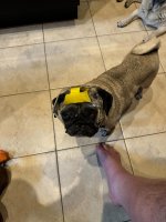 Bella mit Helm 1.jpg