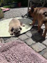 lotti3.jpg