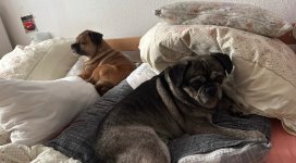 IMG_4729.jpeg