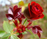 rose rot.png