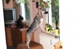 Fenster.jpg