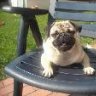peggy