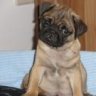 butzi_mops