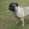 Drachen-Mops
