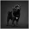 darkpug