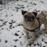 Lola-Mops