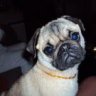 mops ivy