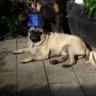 Edgar