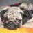Mops Mama