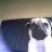 Paula-Mops