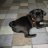 Thila