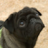 Flori-Mops