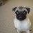 Polly_Mops