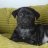 Madog
