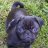 mayathepug