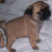 Roberta Mops