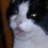wolfi