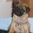 butzi_mops