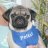 Mops_Fritzi