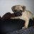 mosby