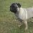 Drachen-Mops