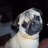 mops ivy
