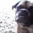 Mops mann