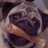 pug&co