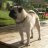 pollux