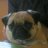 frieda